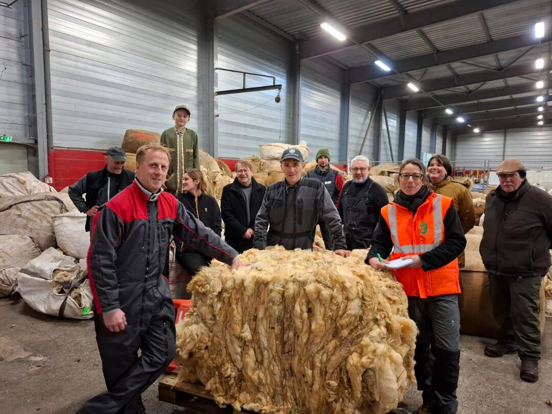 phot récolte de la laine