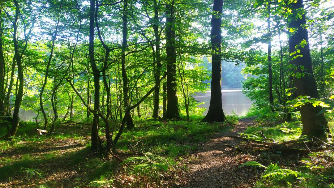 Balade contée - étang de la Gorge - 13 aout 2021