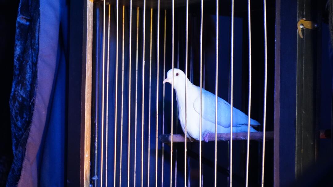 spectacle merlin et Igor
