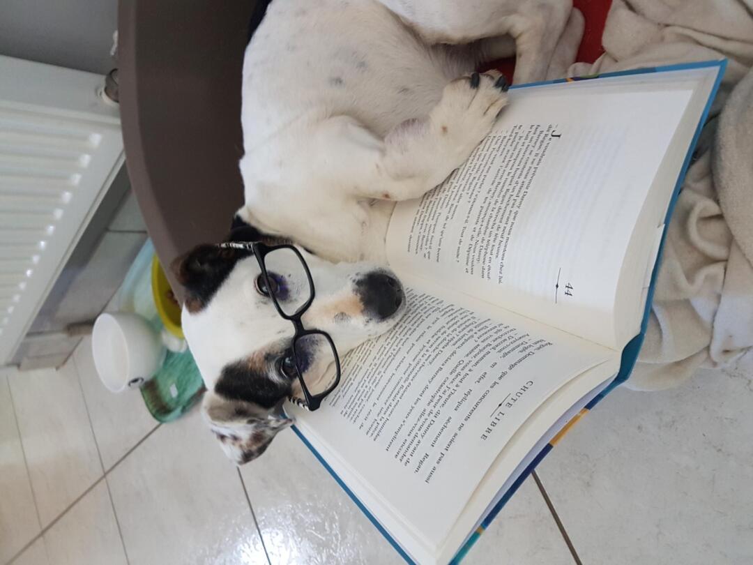 Lecture pour toutou le monde