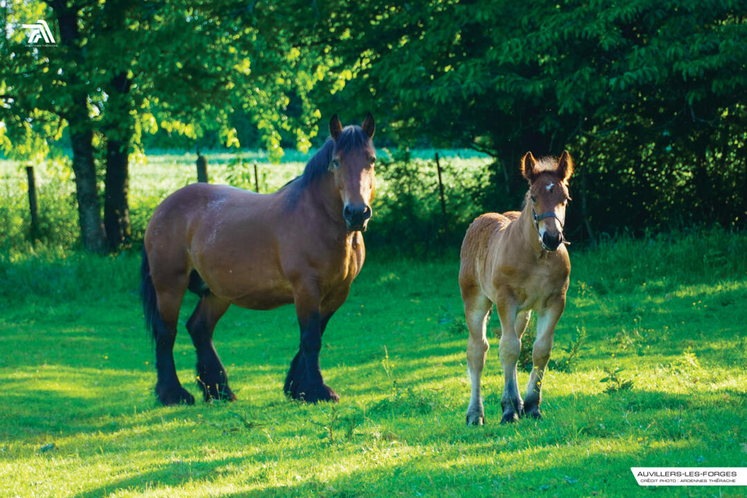 photo de jument et poulain - race cheval ardennais