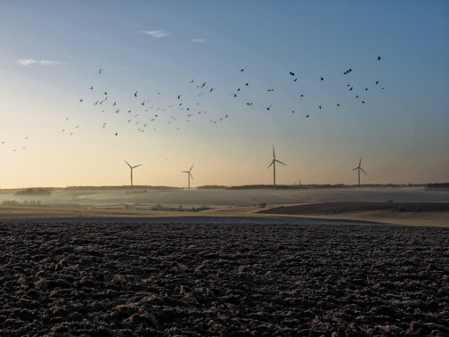 Eoliennes et oiseaux en Hiver Ardennes Thiérache