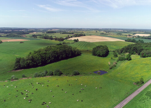 Ardennes Thierache vue du ciel campagne vaches