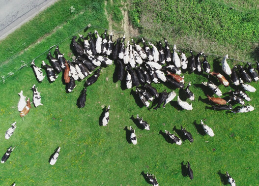 Ardennes Thierache vue du ciel vaches