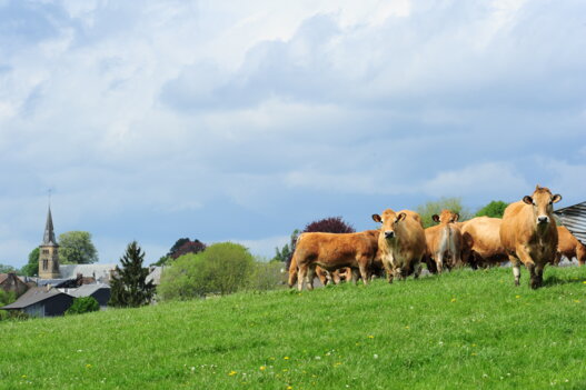 Vaches eglise Ardennes Thierache