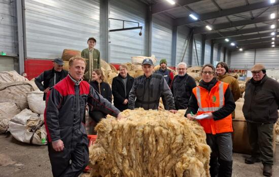 phot récolte de la laine