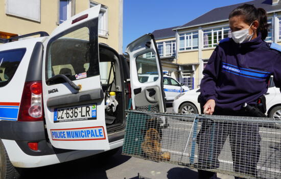 Stérilisation des chats