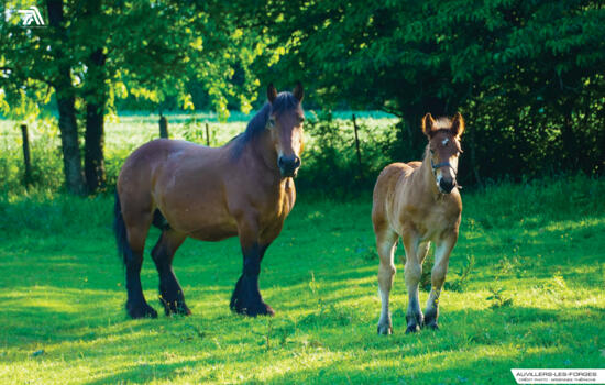 photo de jument et poulain - race cheval ardennais